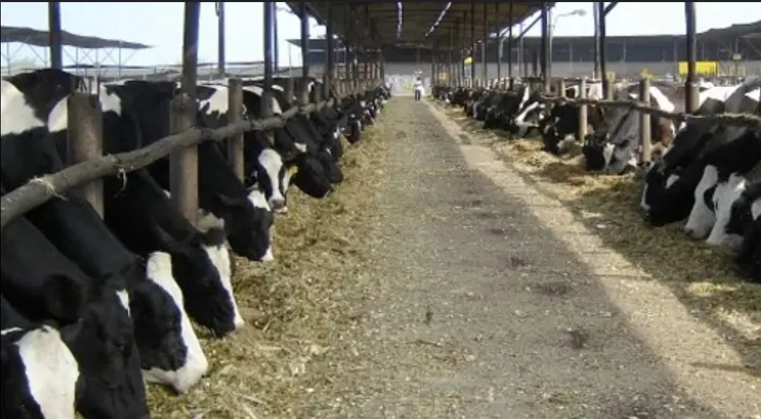 Gancho de grúa en sitio de construcción